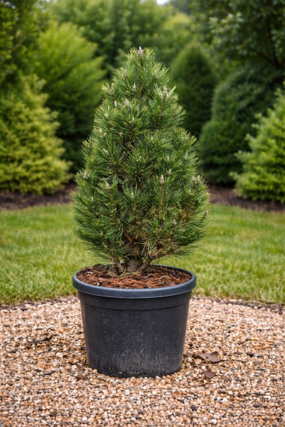 Сосна чорна Комет купити в контейнері